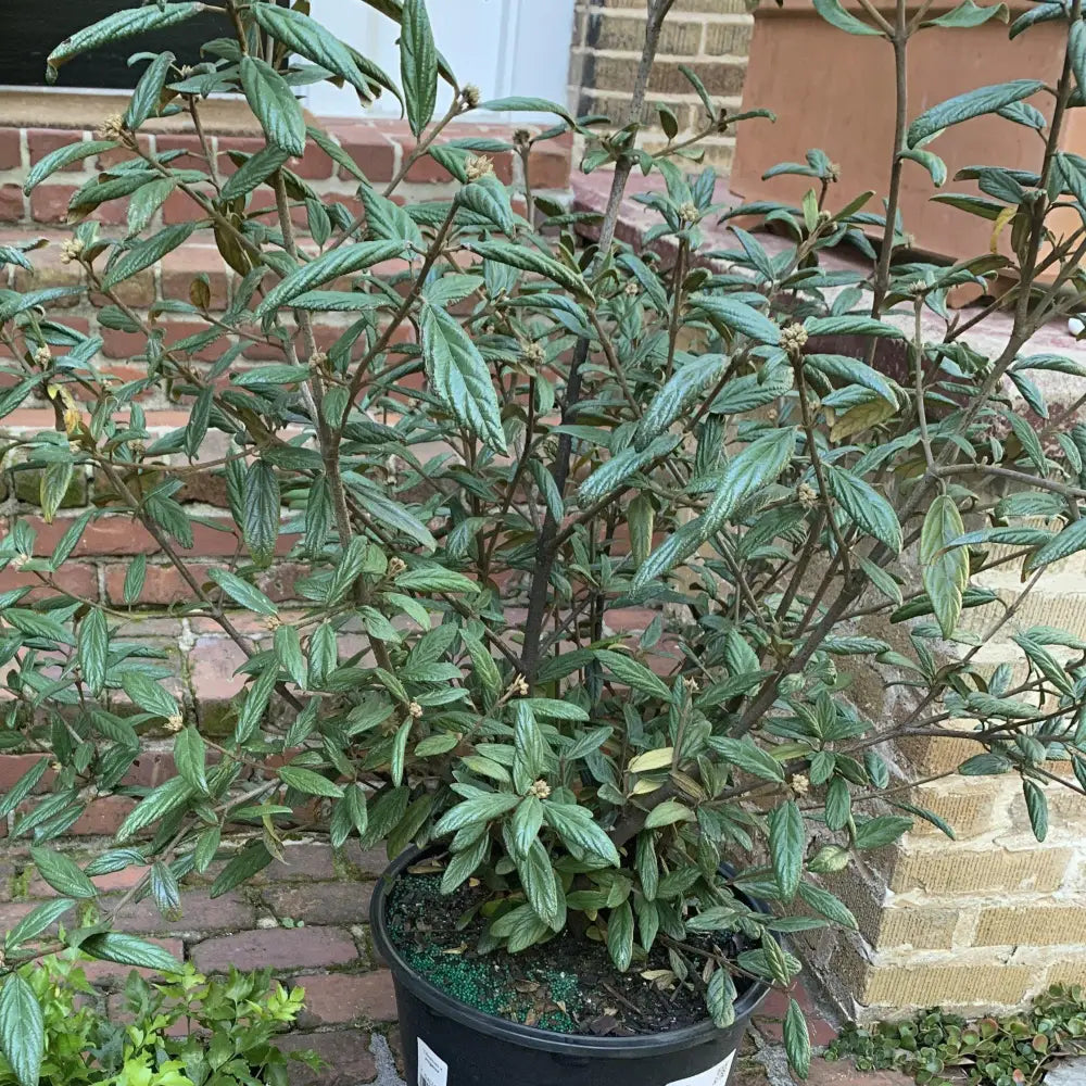 Prague Viburnum 3 GALLON Shrub