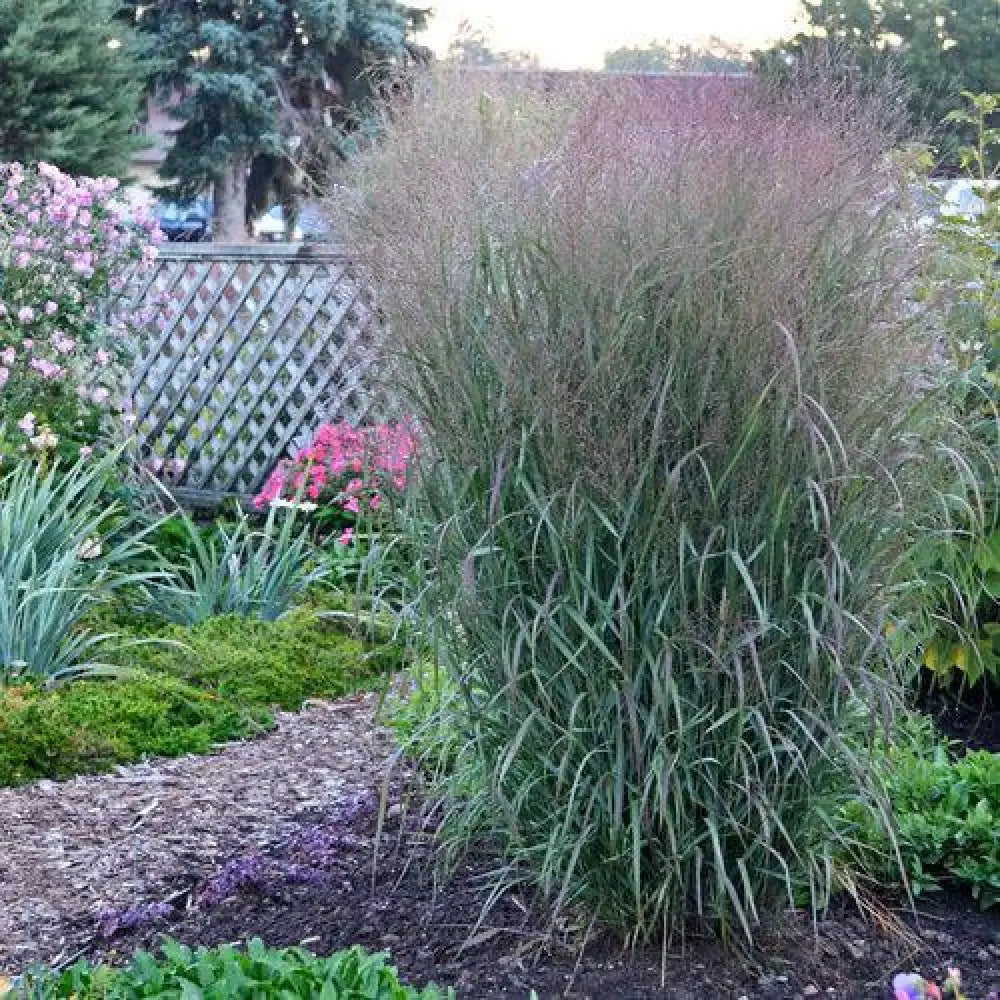 Prairie Winds® Apache Rose Switch Grass Ornamental Grass