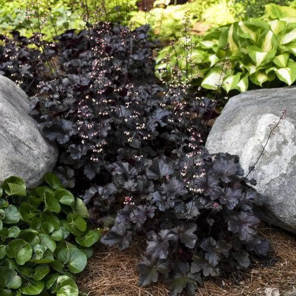 Primo® Black Pearl Coral Bells 1 GALLON Perennial