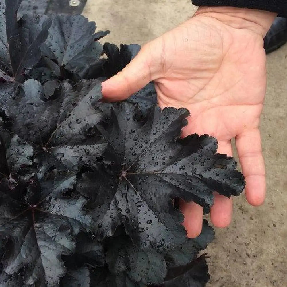 Primo® Black Pearl Coral Bells 1 GALLON Perennial
