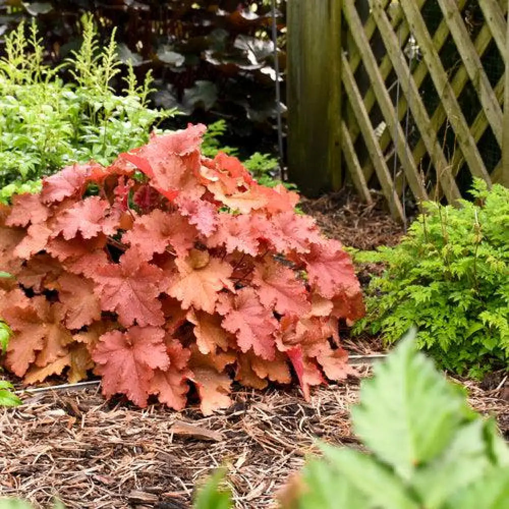 Primo® Peachberry Ice Heuchera 1 GALLON Perennial