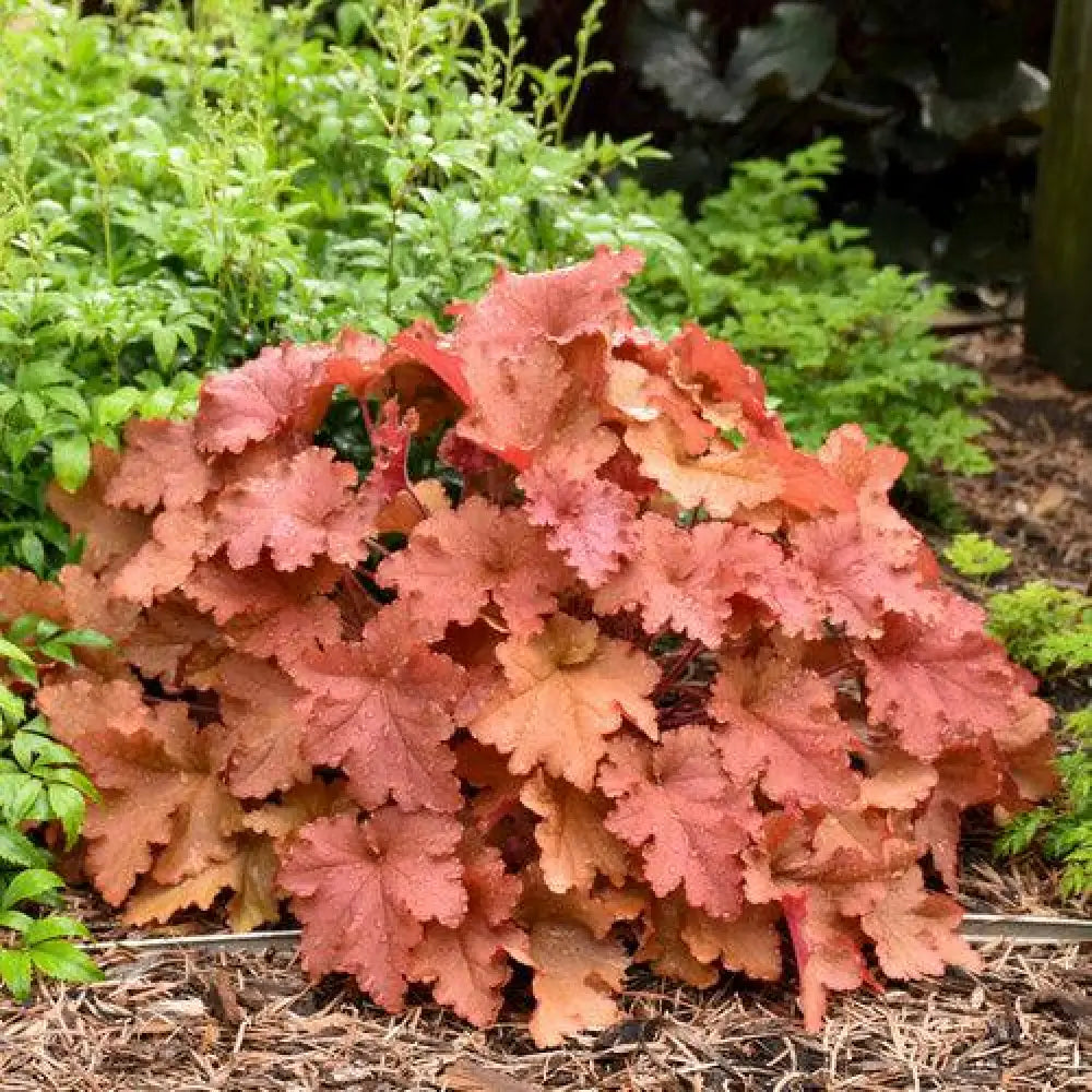 Primo® Peachberry Ice Heuchera 1 GALLON Perennial