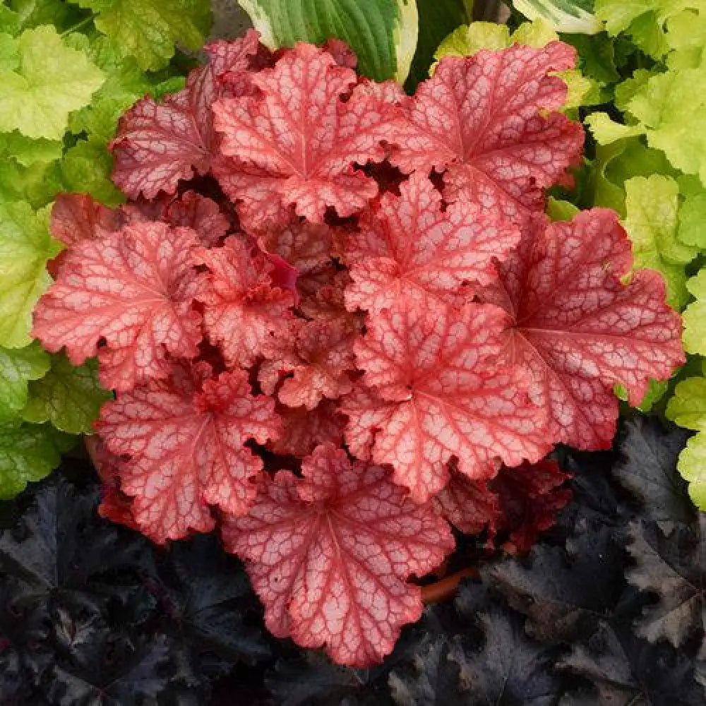 Primo® Peachberry Ice Heuchera 1 GALLON Perennial