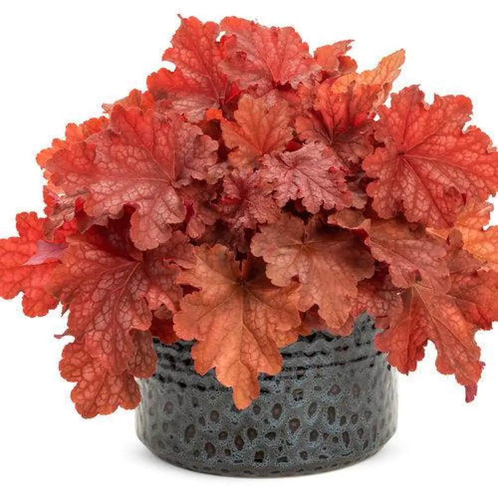 Primo® Peachberry Ice Heuchera 1 GALLON Perennial