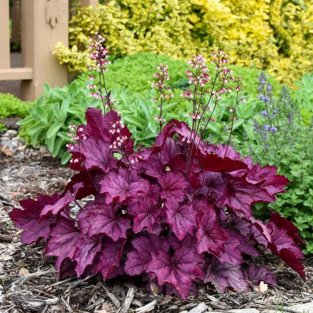 Primo® Wild Rose Heuchera 1 GALLON Perennial