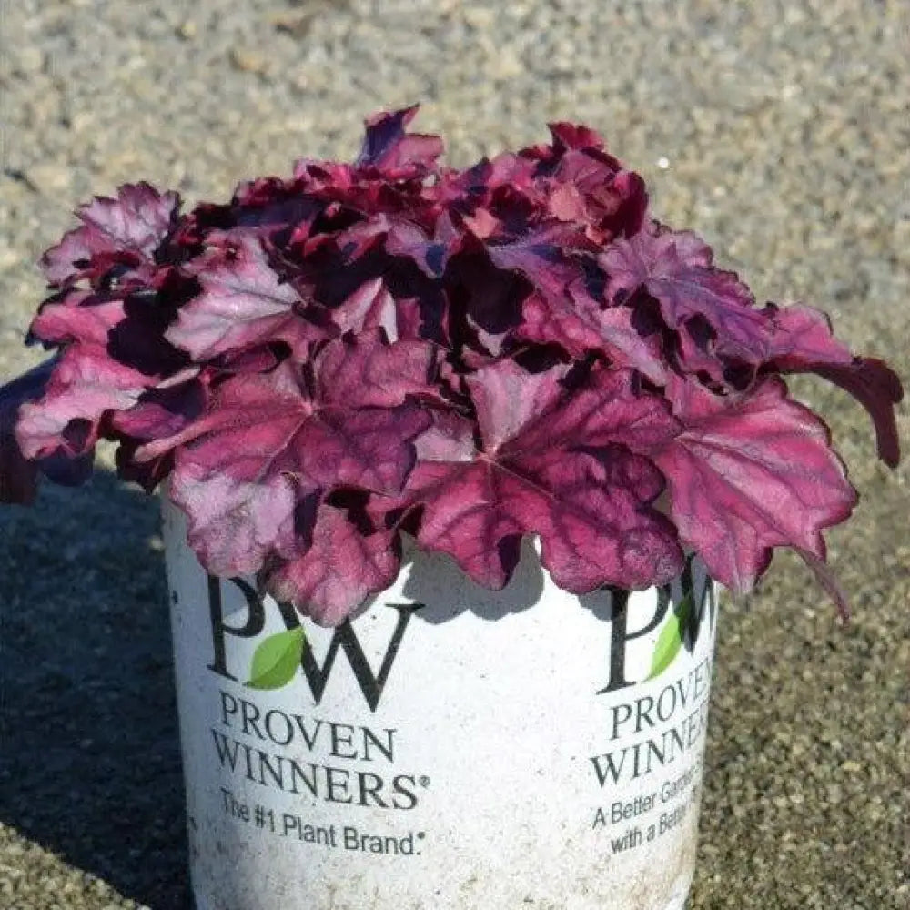 Primo® Wild Rose Heuchera 1 GALLON Perennial