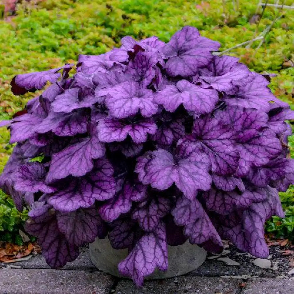 Primo® Wild Rose Heuchera 1 GALLON Perennial