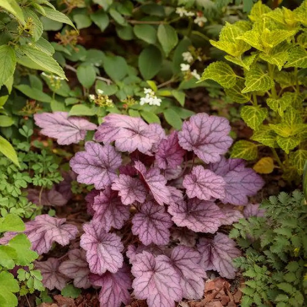 Primo® Wild Rose Heuchera 1 GALLON Perennial