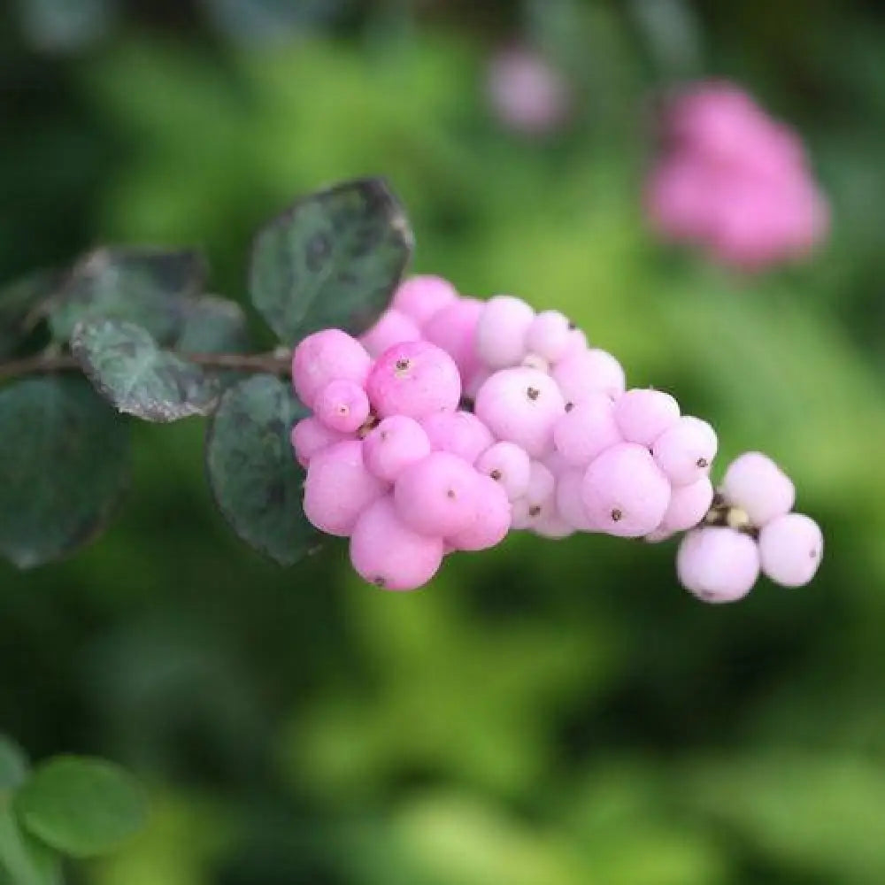 Proud Berry® Coralberry 3 GALLON Shrub
