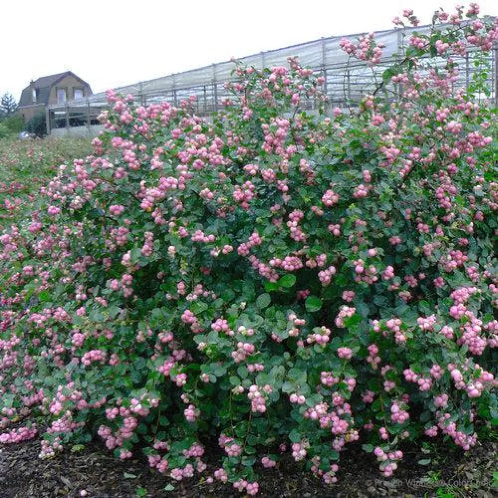 Proud Berry® Coralberry 3 GALLON Shrub