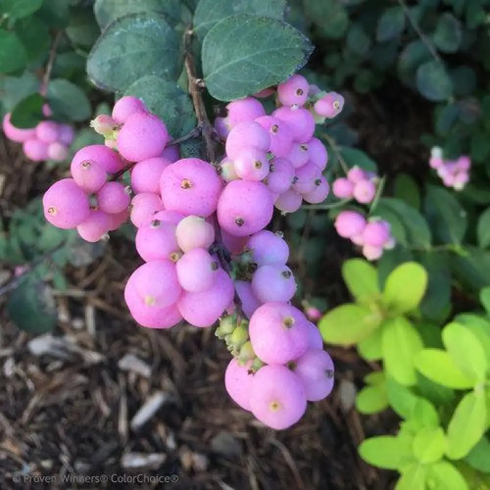 Proud Berry® Coralberry 3 GALLON Shrub