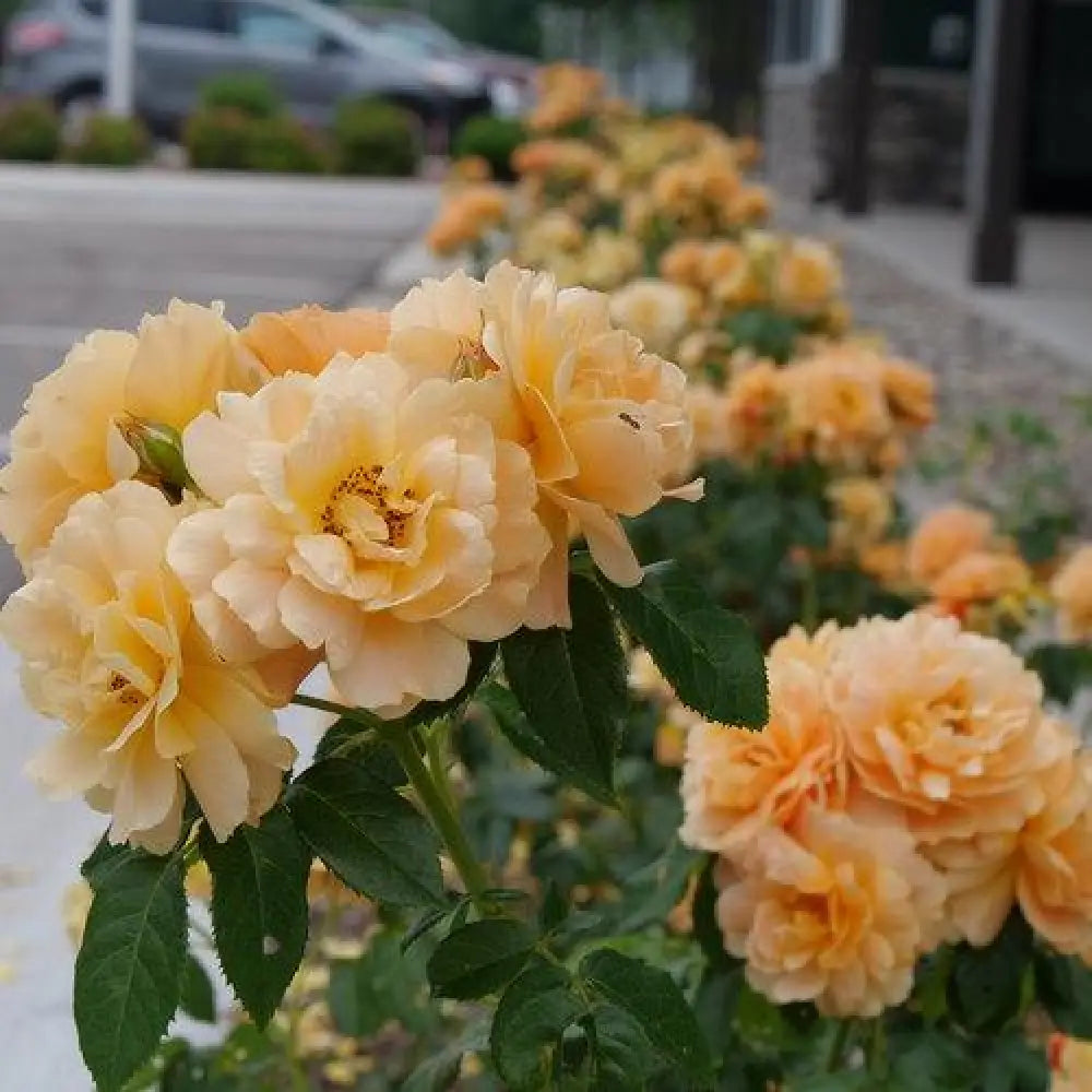 Proven Winners® Color Choice® At Last® Rose Shrub