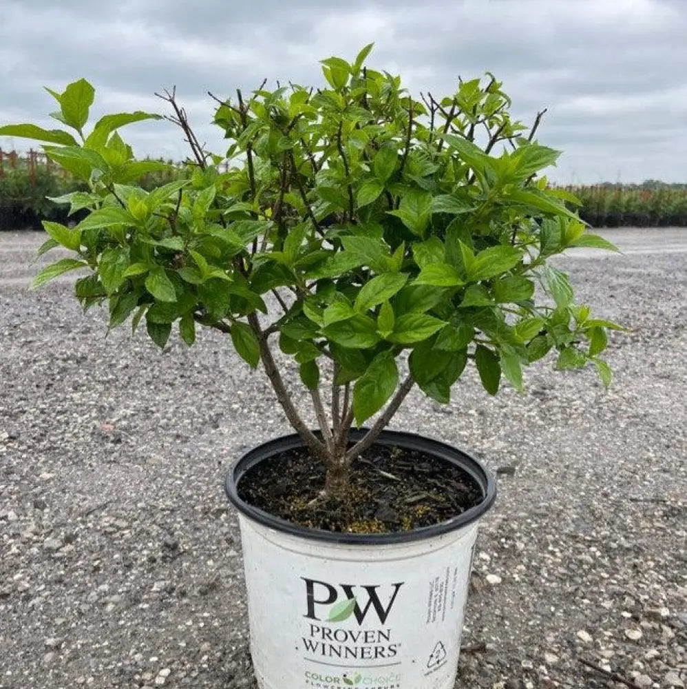 Proven Winners® Limelight® Hydrangea Shrub