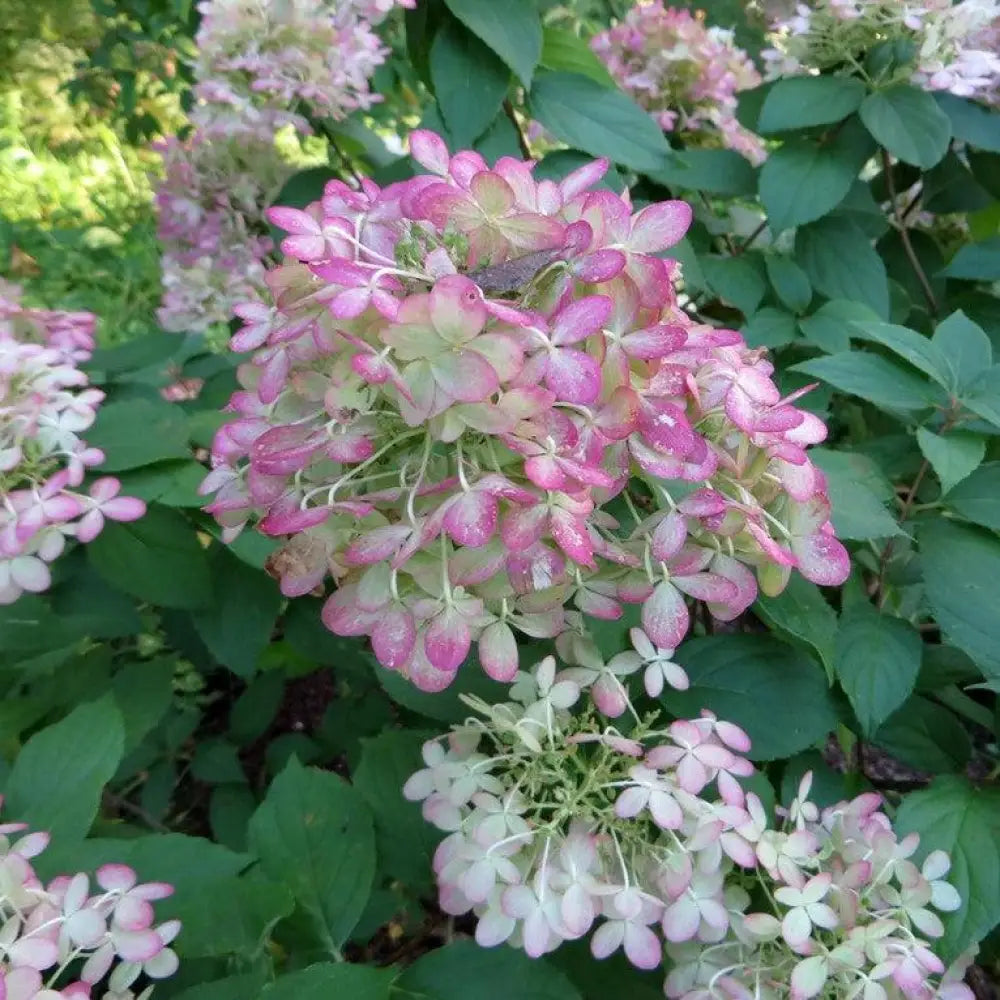 Proven Winners® Limelight® Hydrangea Shrub