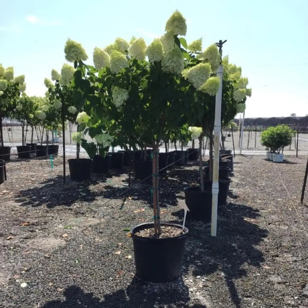 Proven Winners® Limelight® Hydrangea Shrub