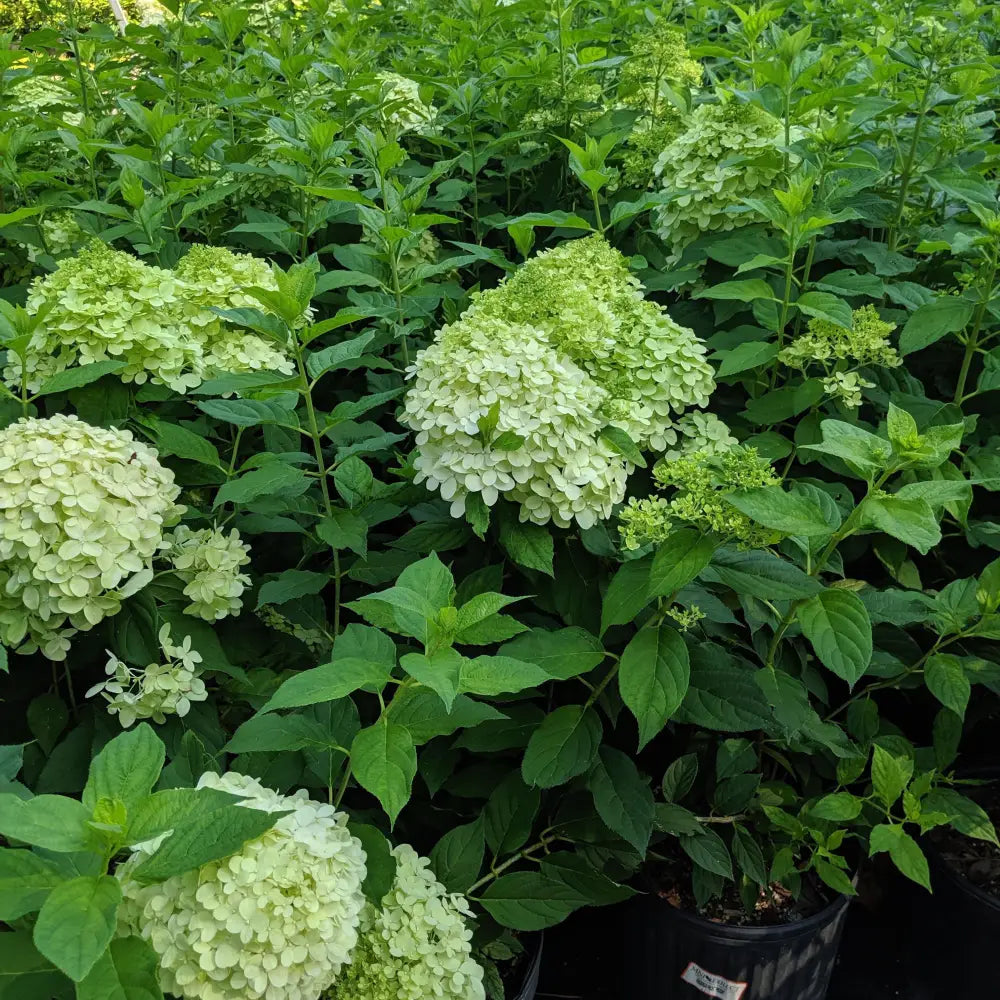 Proven Winners® Limelight® Hydrangea Shrub