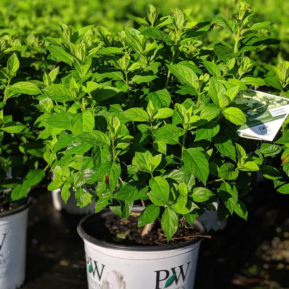 Proven Winners® Limelight® Hydrangea Shrub