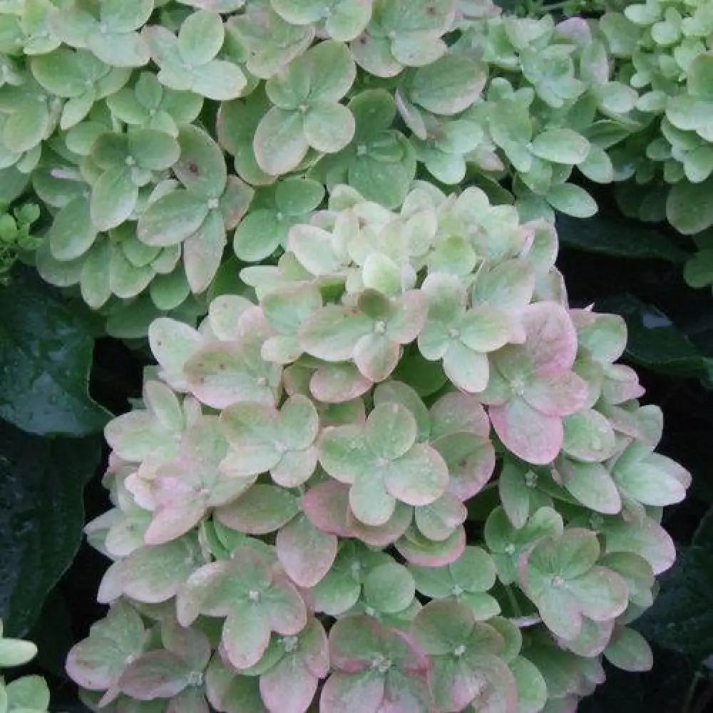 Proven Winners® Little Lime® Hydrangea Shrub
