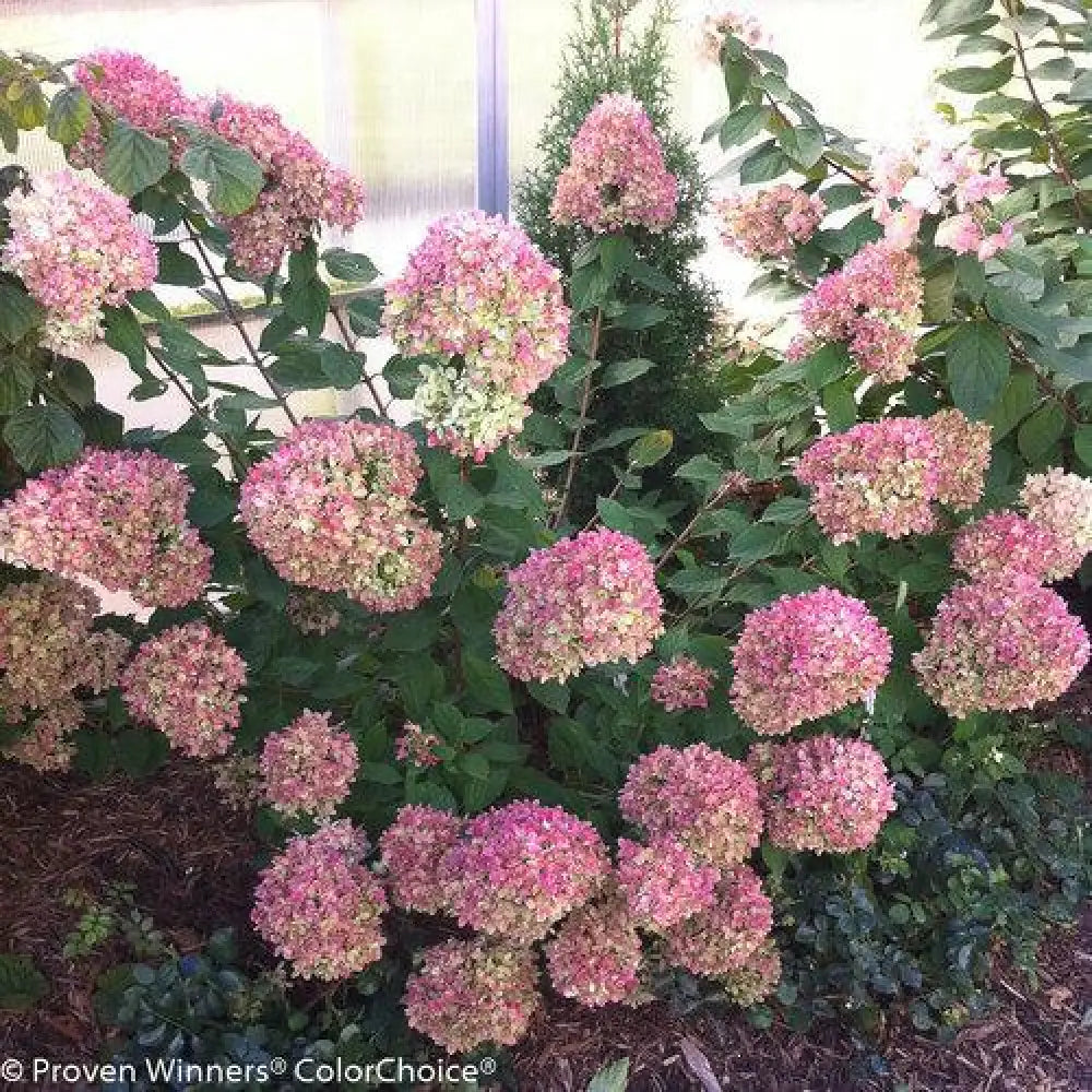 Proven Winners® Little Lime® Hydrangea Shrub