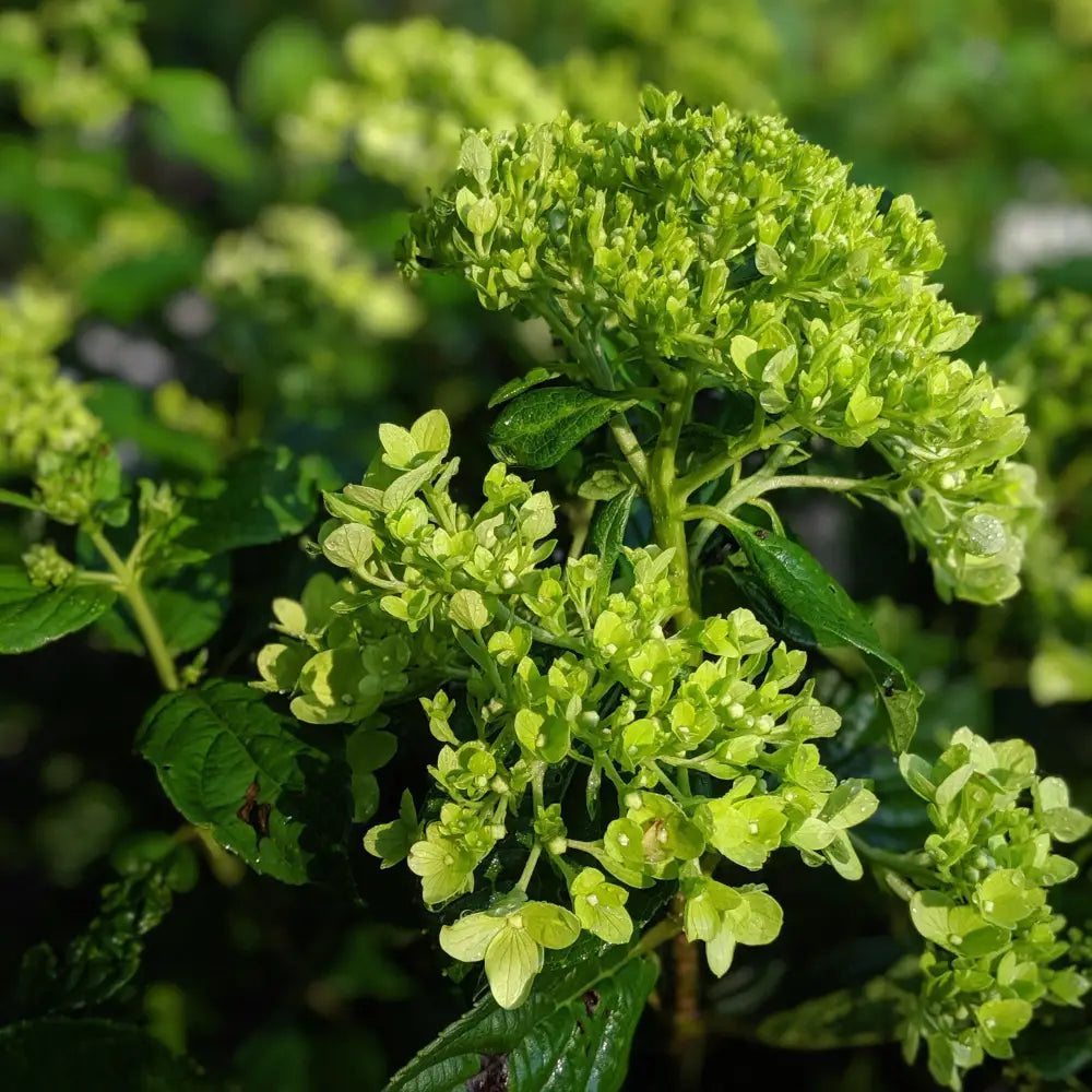 Proven Winners® Little Lime® Hydrangea Shrub