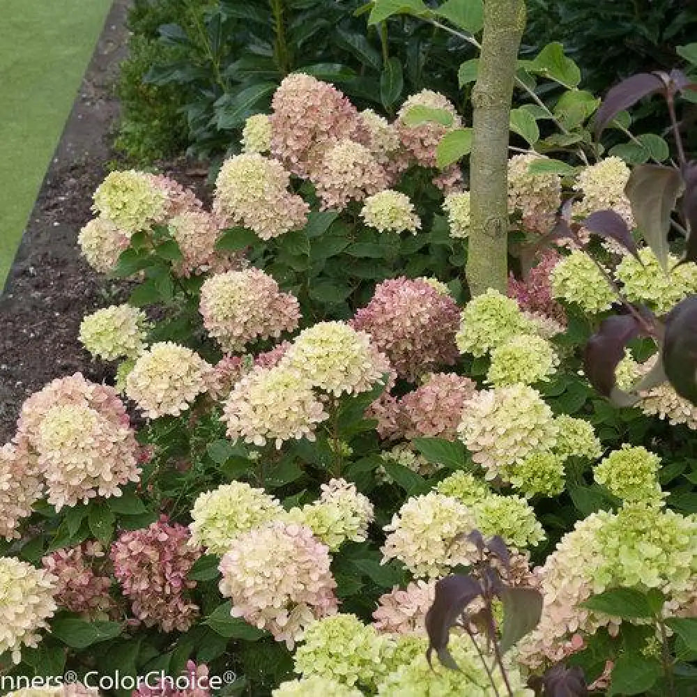 Proven Winners® Little Lime® Hydrangea Shrub
