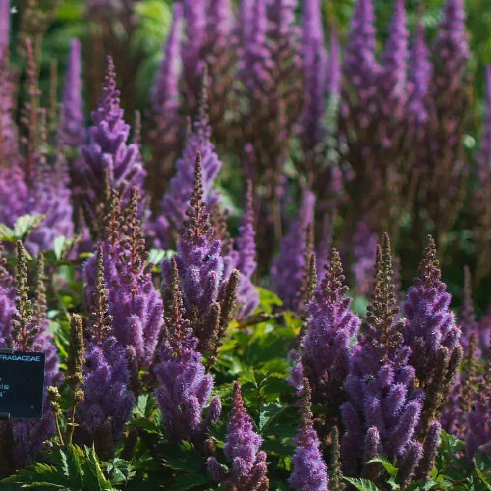 Pumila Chinese Astilbe 1 GALLON Perennial