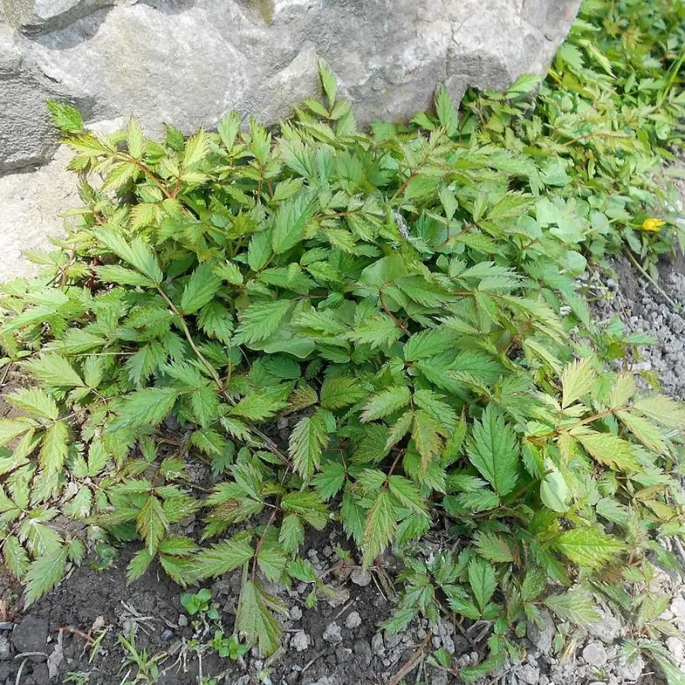 Pumila Chinese Astilbe 1 GALLON Perennial