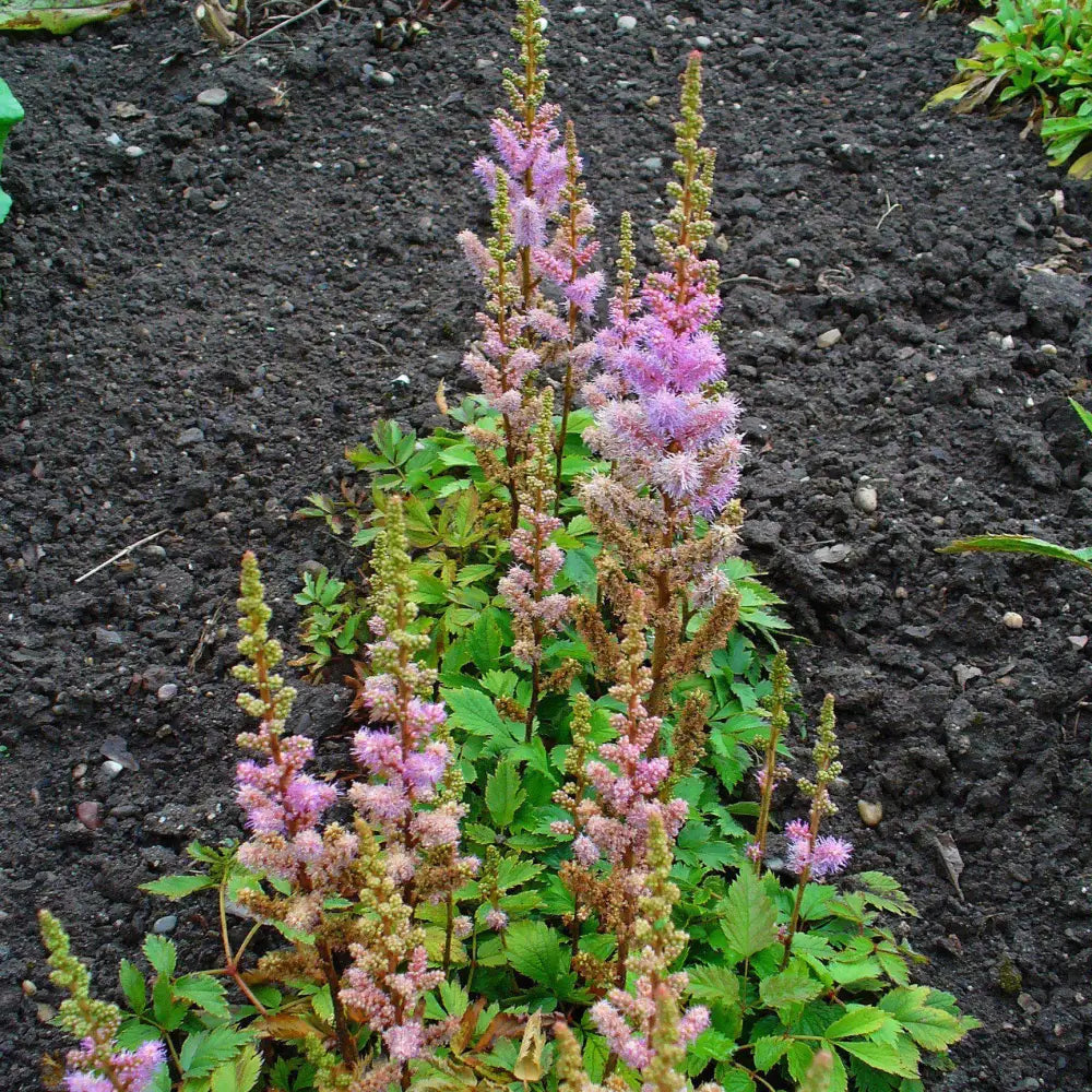 Pumila Chinese Astilbe 1 GALLON Perennial
