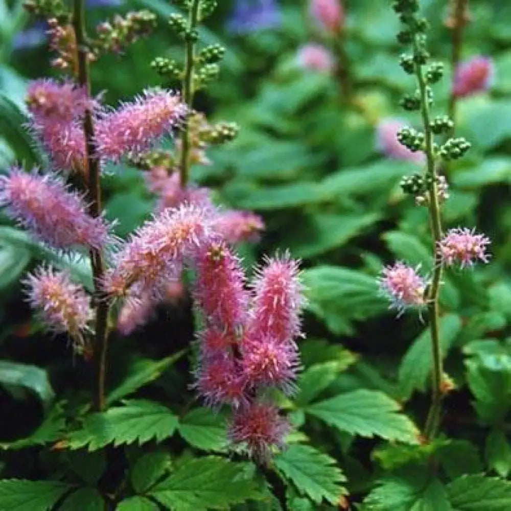 Pumila Chinese Astilbe 1 GALLON Perennial