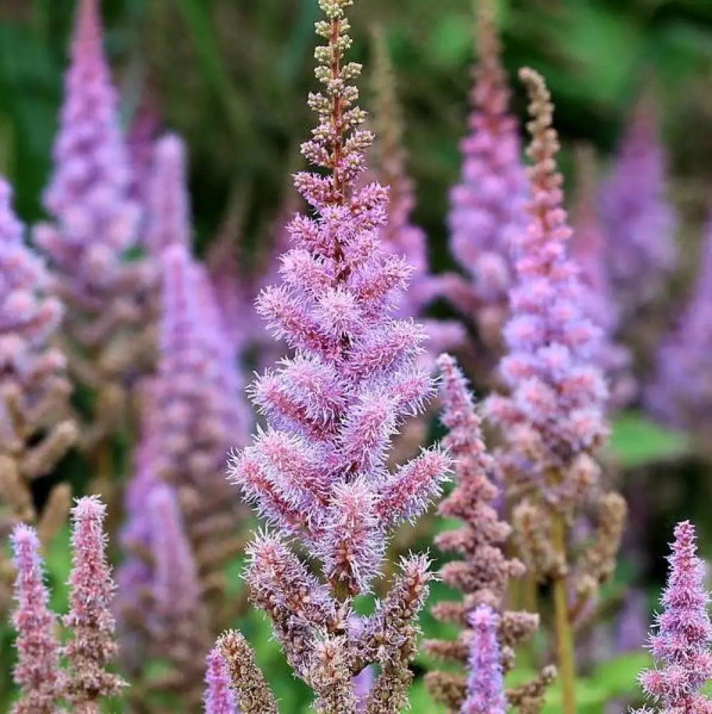 Pumila Chinese Astilbe 1 GALLON Perennial