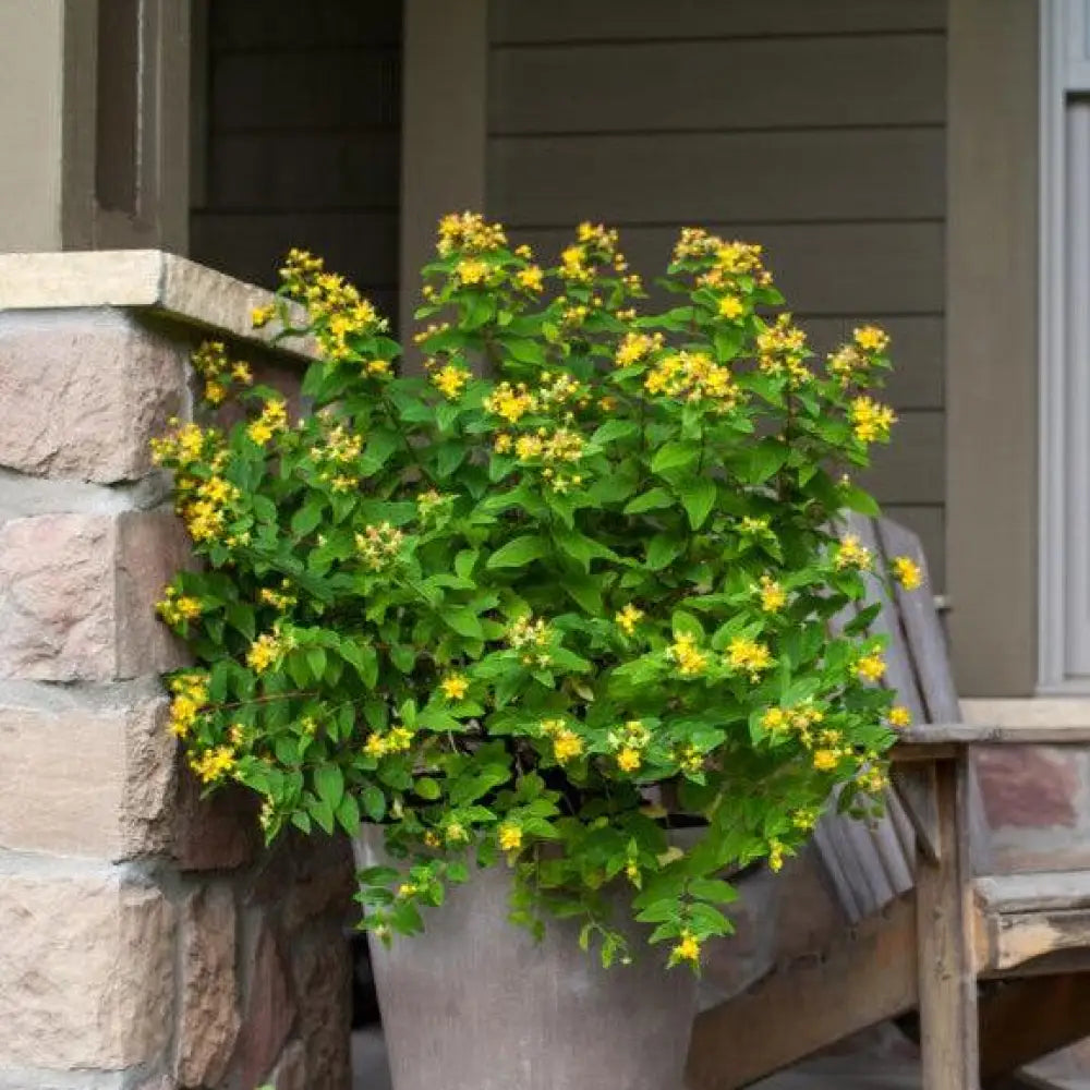 Pumpkin St. John’s Wort 2 GALLON Shrub