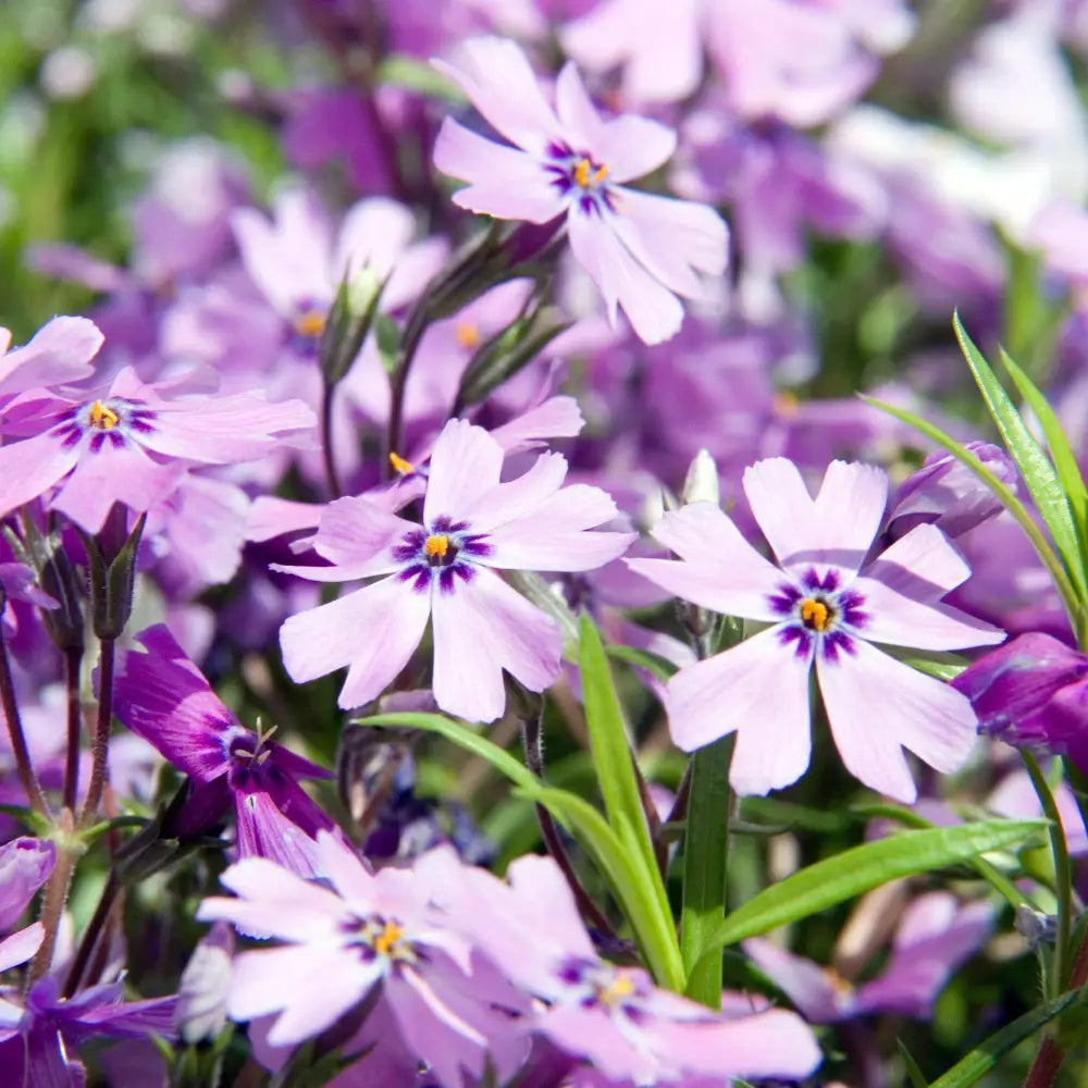 Purple Beauty Creeping Phlox 1 GALLON Perennial