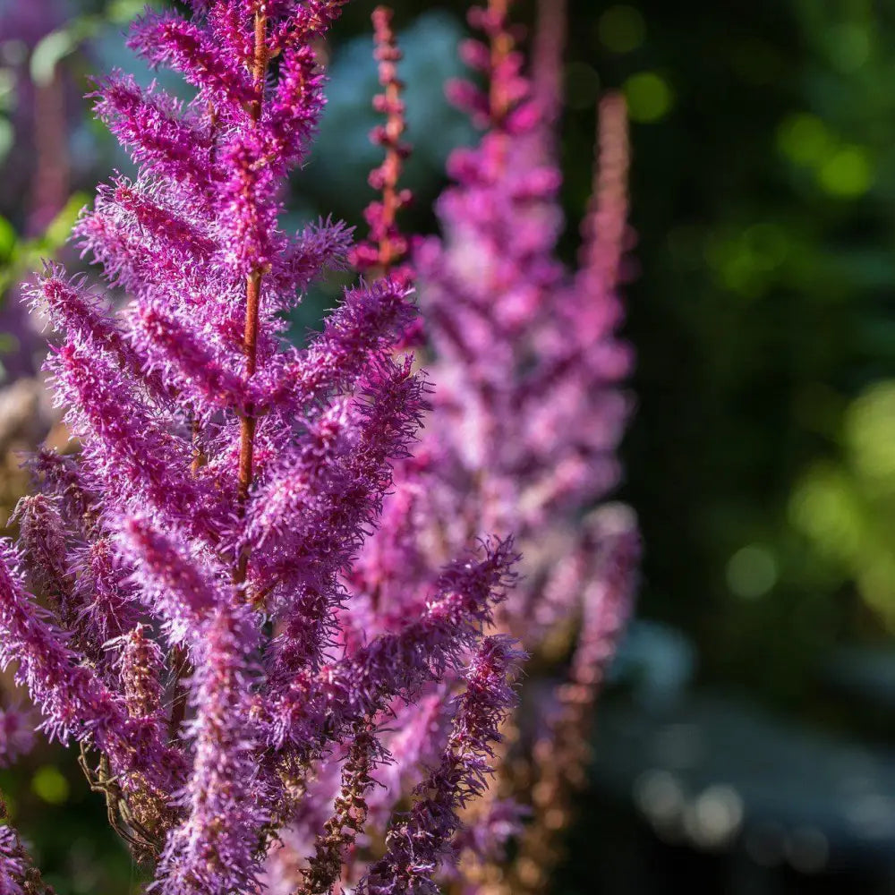 Purple Candles Chinese Astilbe 2 GALLON Perennial
