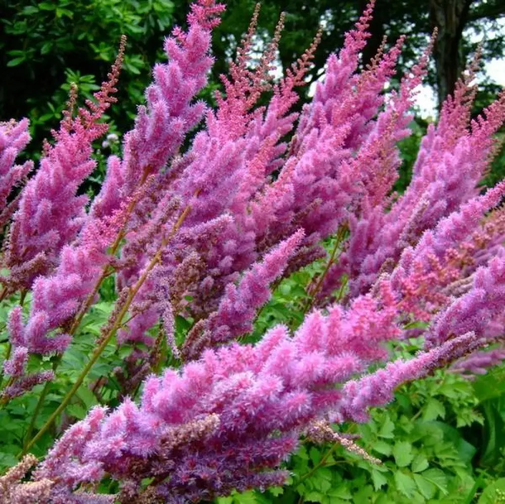 Purple Candles Chinese Astilbe 2 GALLON Perennial