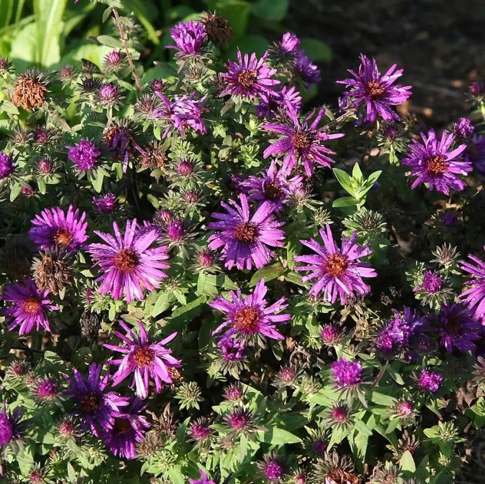 Purple Dome New England Aster Perennial