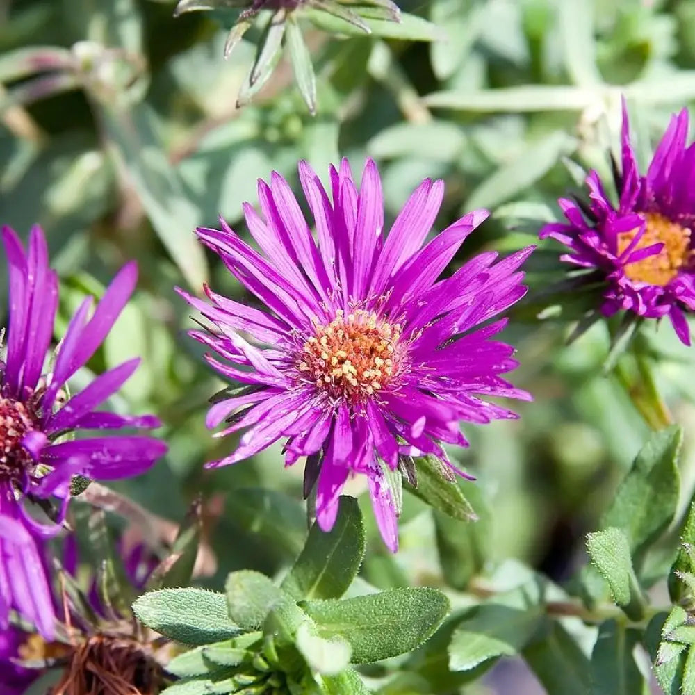 Purple Dome New England Aster Perennial