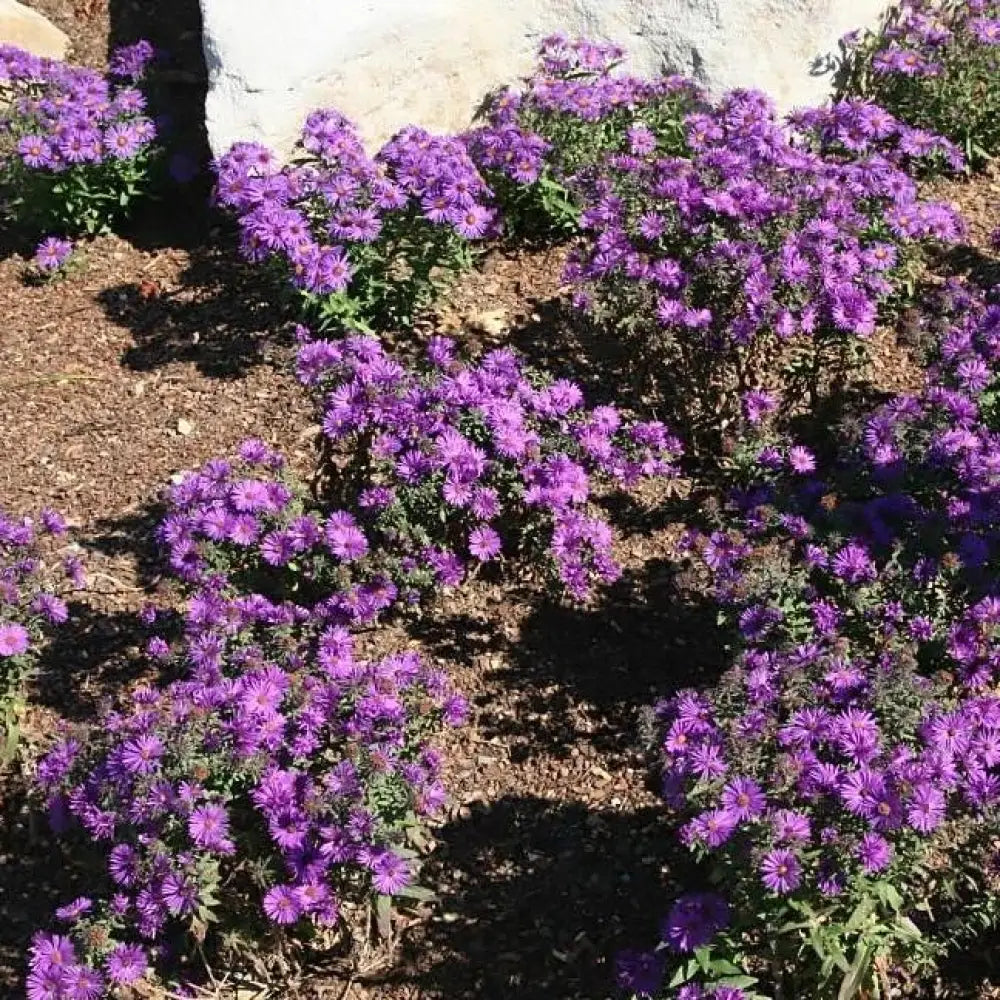 Purple Dome New England Aster Perennial