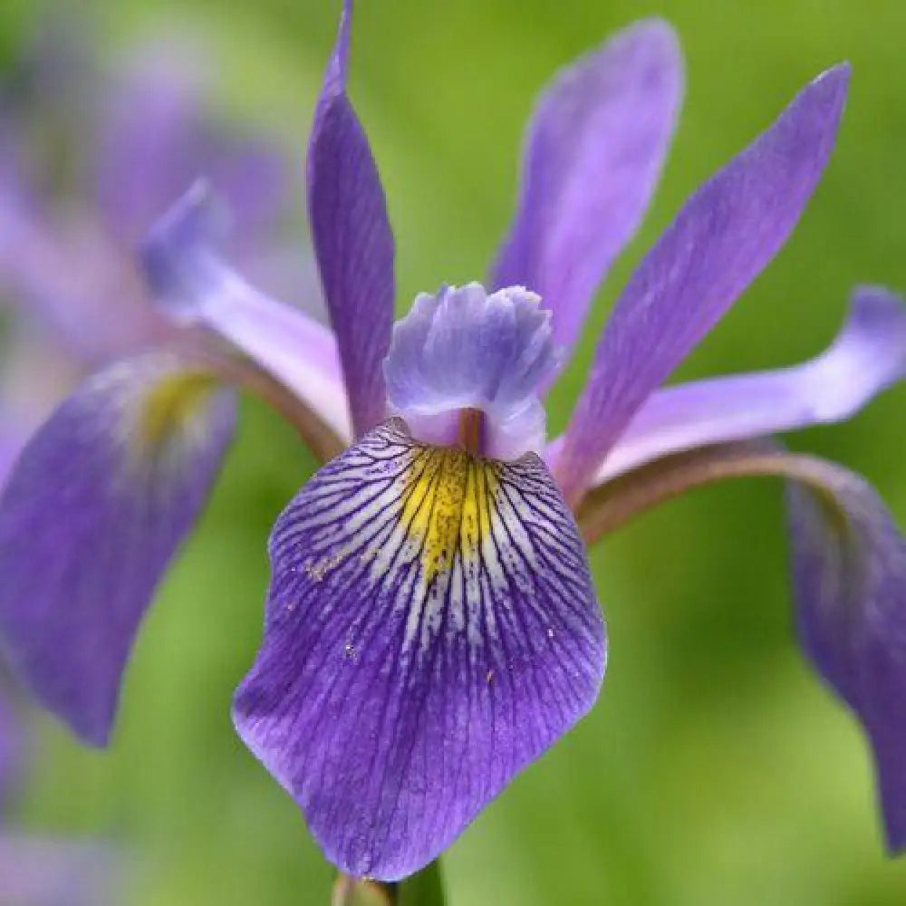 Purple Flame Blue Flag Iris 1 GALLON Perennial