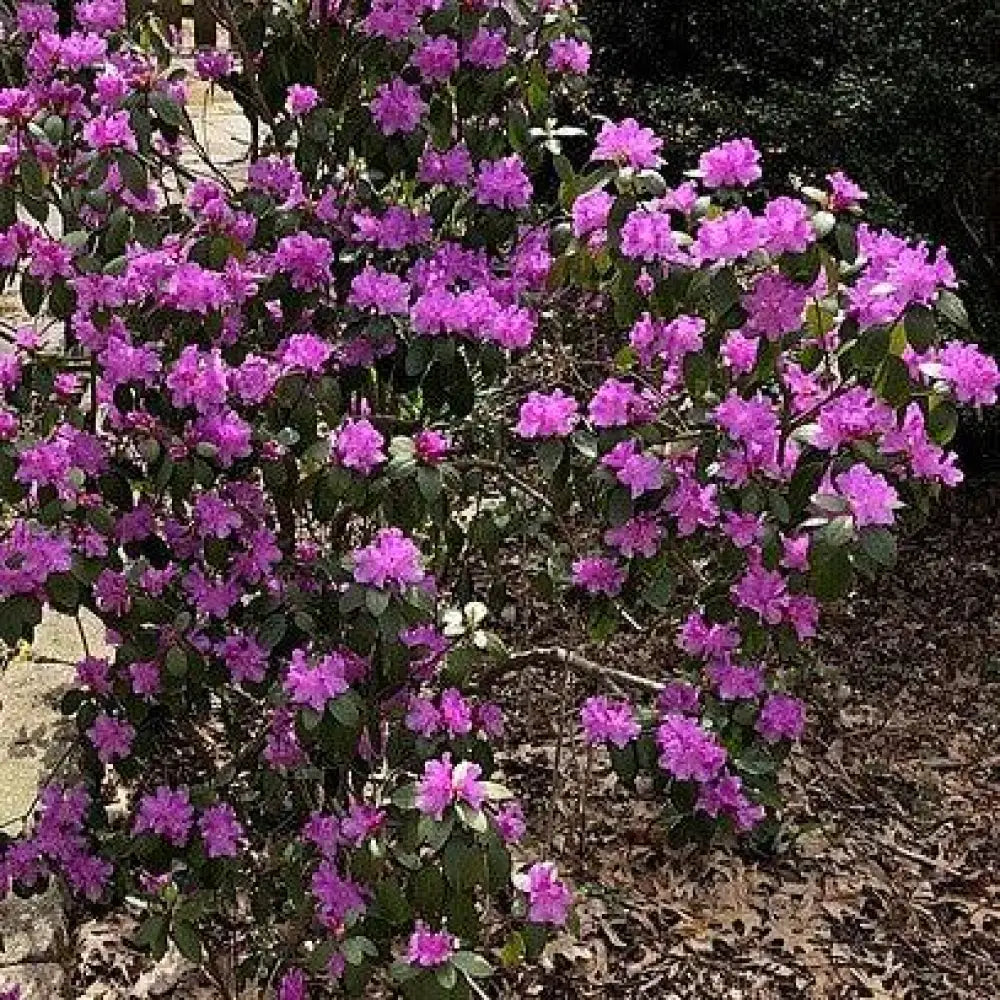 Purple Gem Rhododendron Shrub