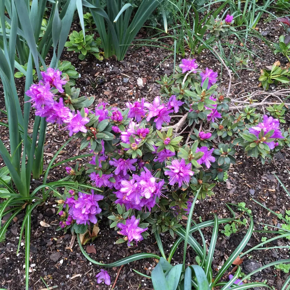 Purple Gem Rhododendron Shrub