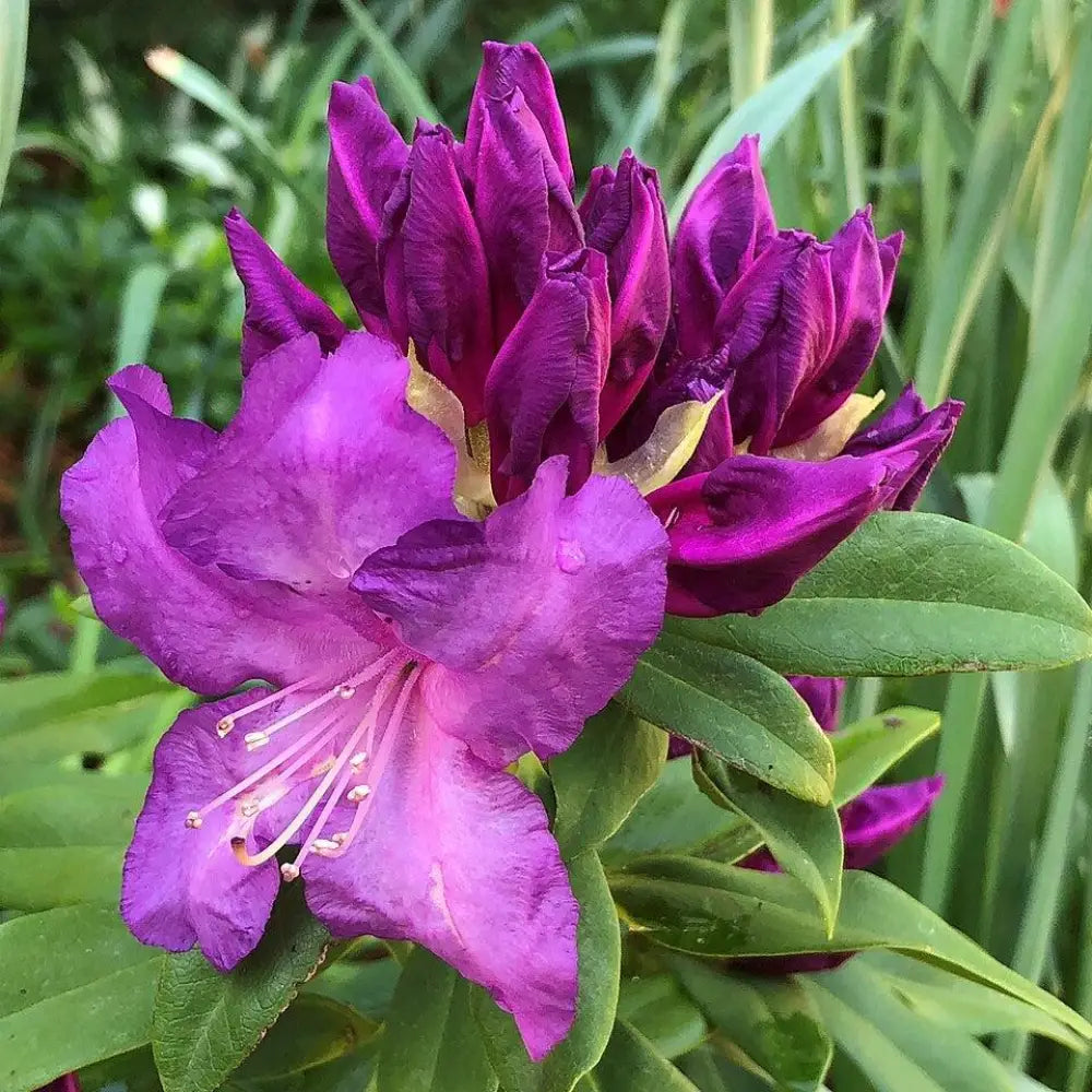 Purple Passion Rhododendron Shrub