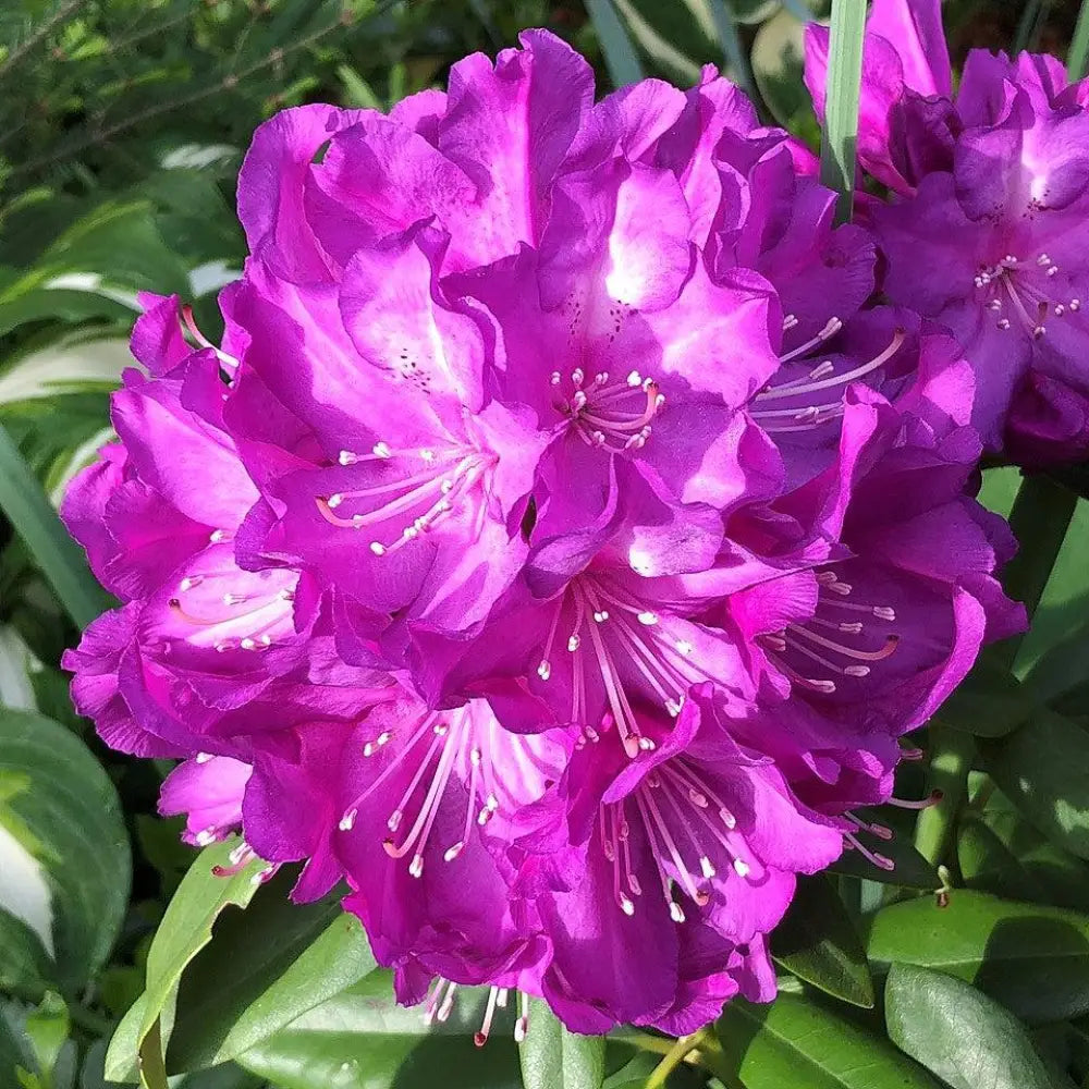Purple Passion Rhododendron Shrub