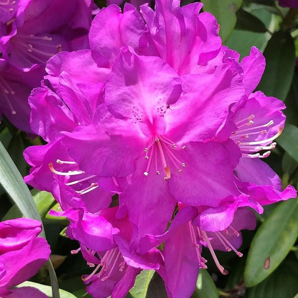 Purple Passion Rhododendron Shrub