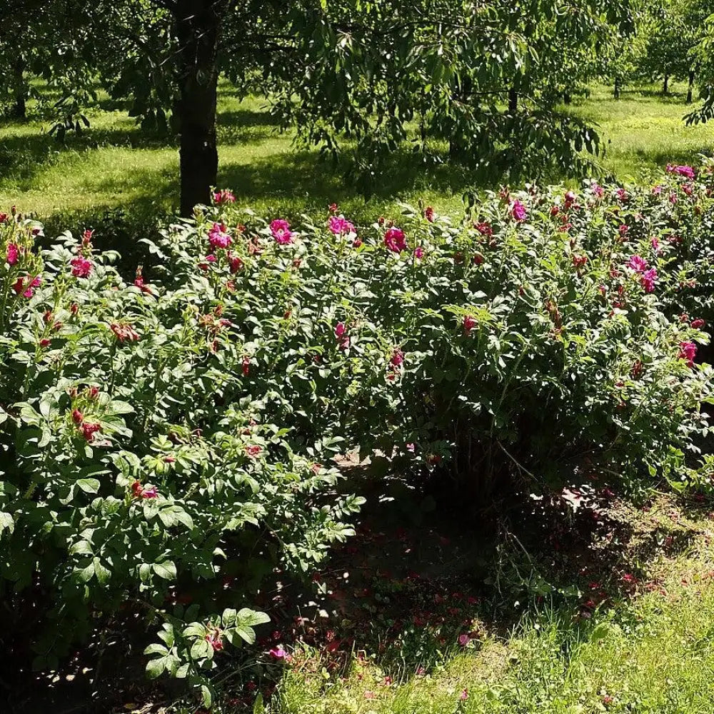 Purple Pavement Rugosa Rose 3 GALLON Shrub