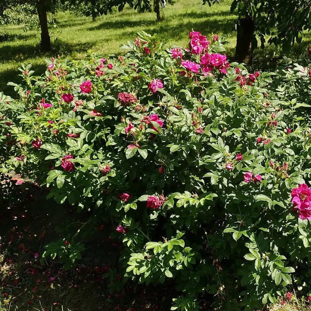 Purple Pavement Rugosa Rose 3 GALLON Shrub
