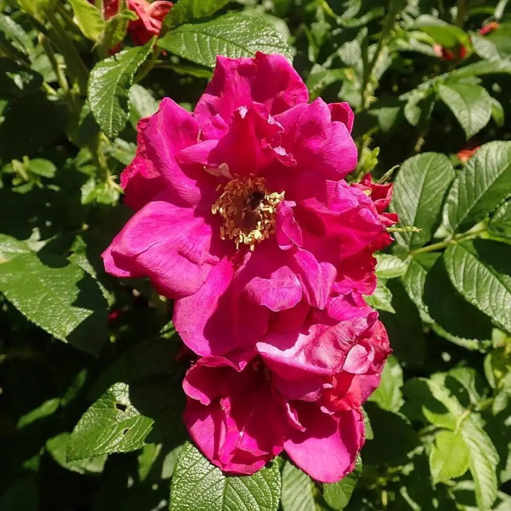 Purple Pavement Rugosa Rose 3 GALLON Shrub