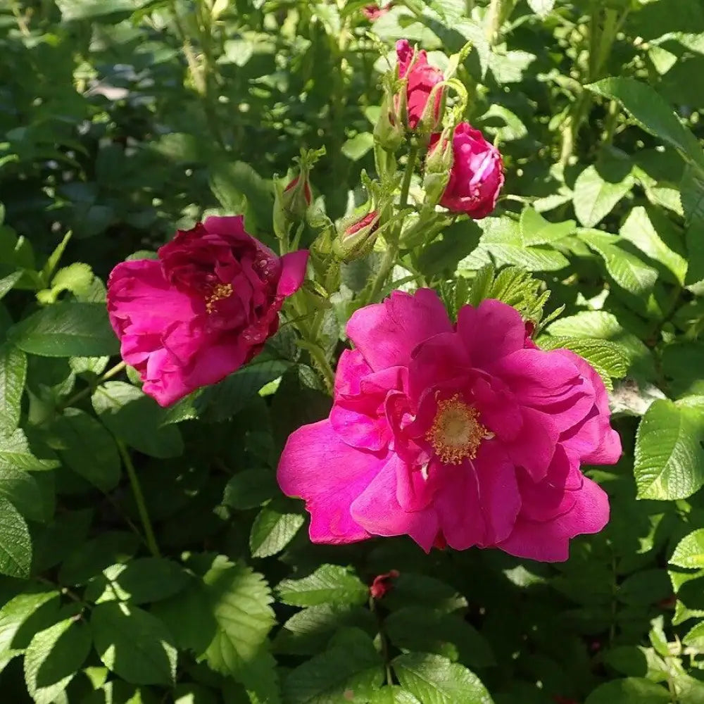 Purple Pavement Rugosa Rose 3 GALLON Shrub