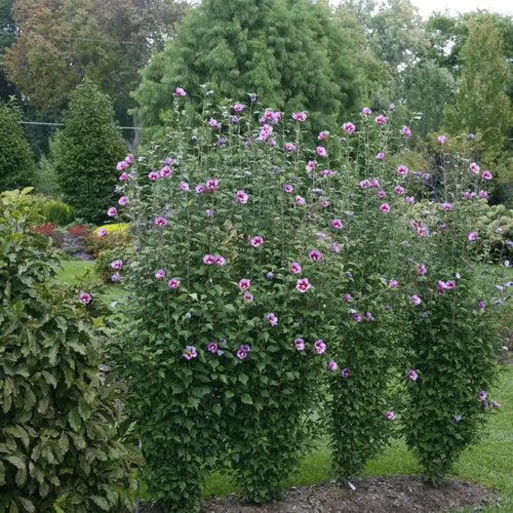 Purple Pillar® Rose of Sharon Shrub