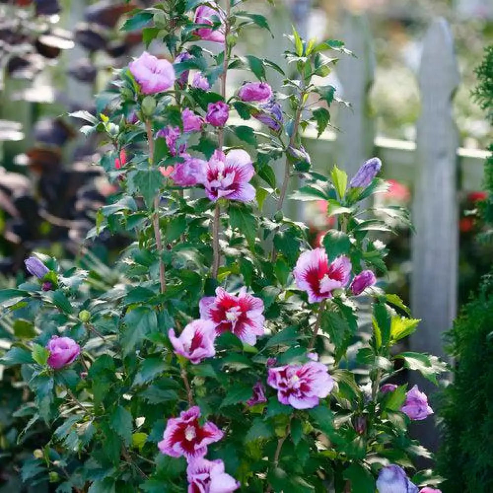 Purple Pillar® Rose of Sharon Shrub