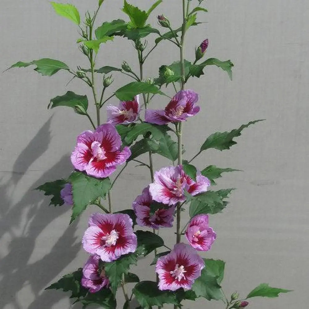Purple Pillar® Rose of Sharon Shrub